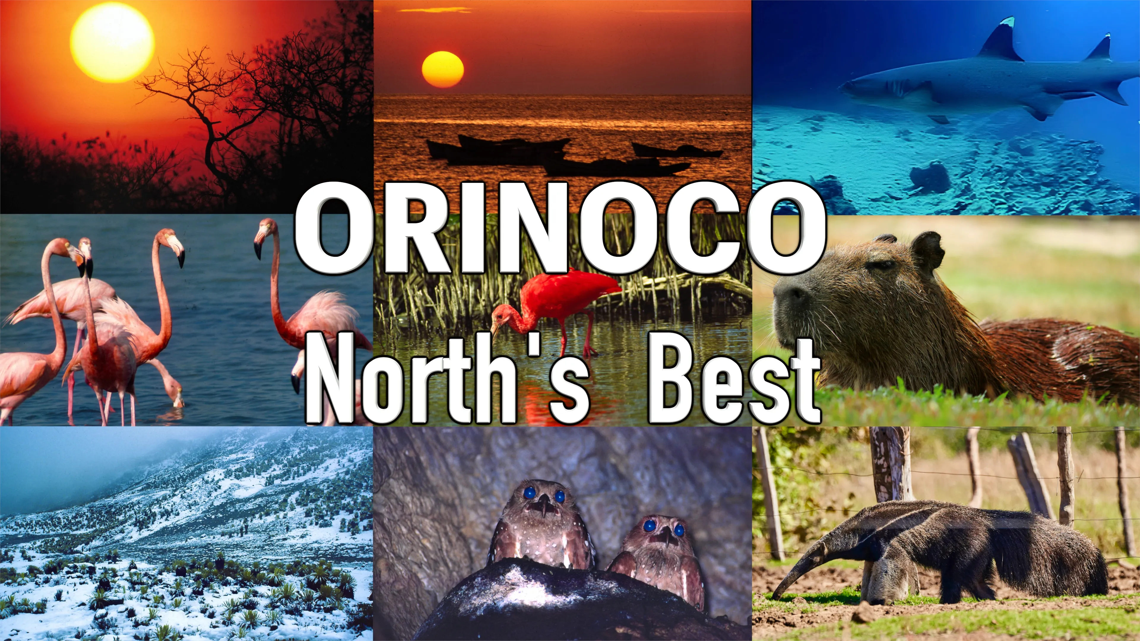 Orinoco, North's Best poster